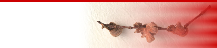 �Ɖu�~���N�T�X�e�i ���{���E�}�`�w����\����L�����Ƃ́H